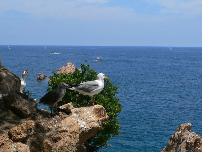 Our presence makes the seagulls complain 