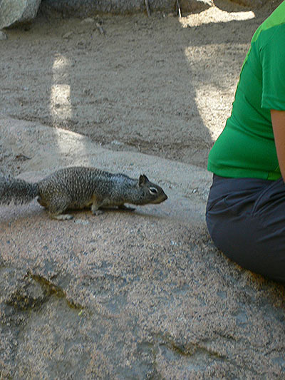 Feeding the wildlife is forbidden but these squirrels sure are insistent 