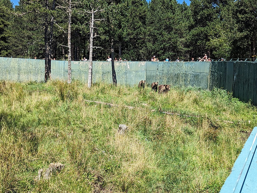 Tres osos pardos europeos en su recinto cerrado por altas paredes de hormigón 