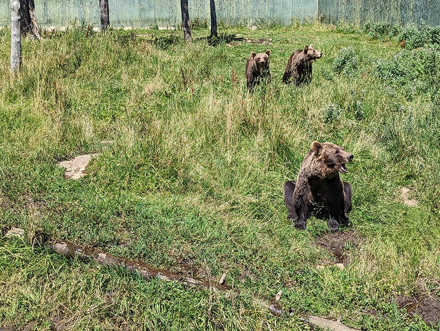 Los osos están pendientes de recibir algo de los visitantes -está prohibido darles de comer- 