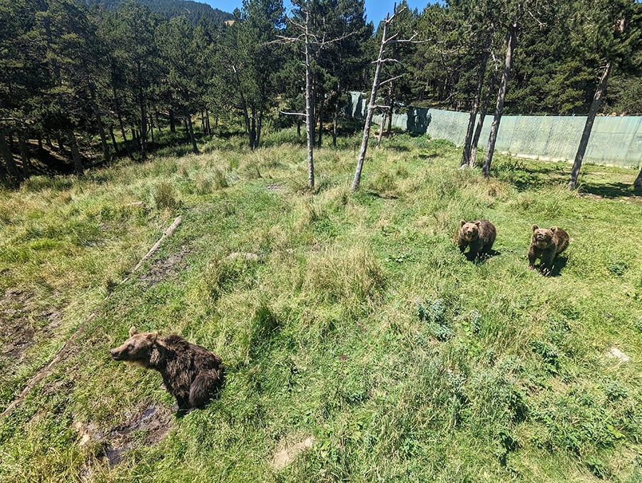 Los osos nos olisquean desde la distancia 
