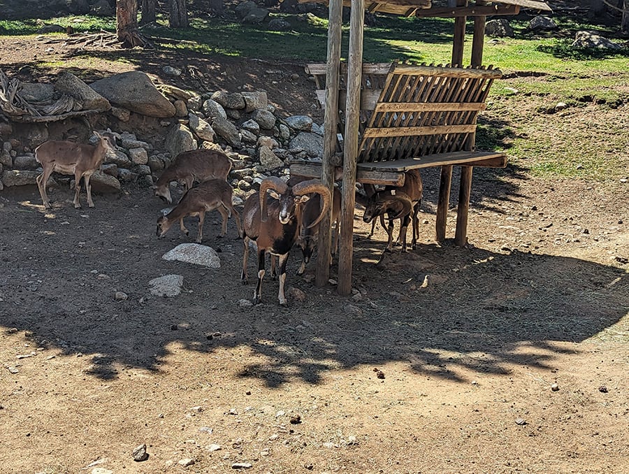Caminaremos junto a las cabras montesas 