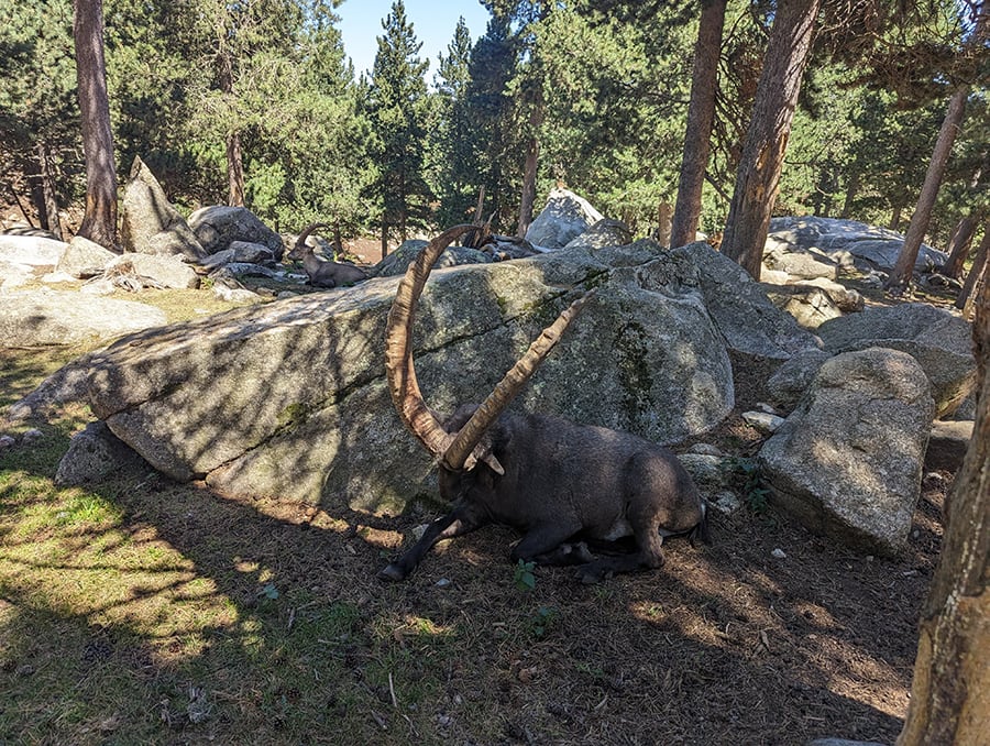 Un gran muflón dormido junto al camino 