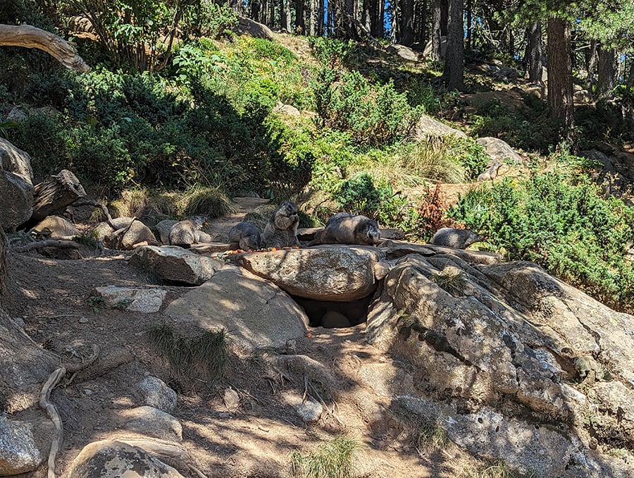 Colonia de marmotas comiendo el menú del día 