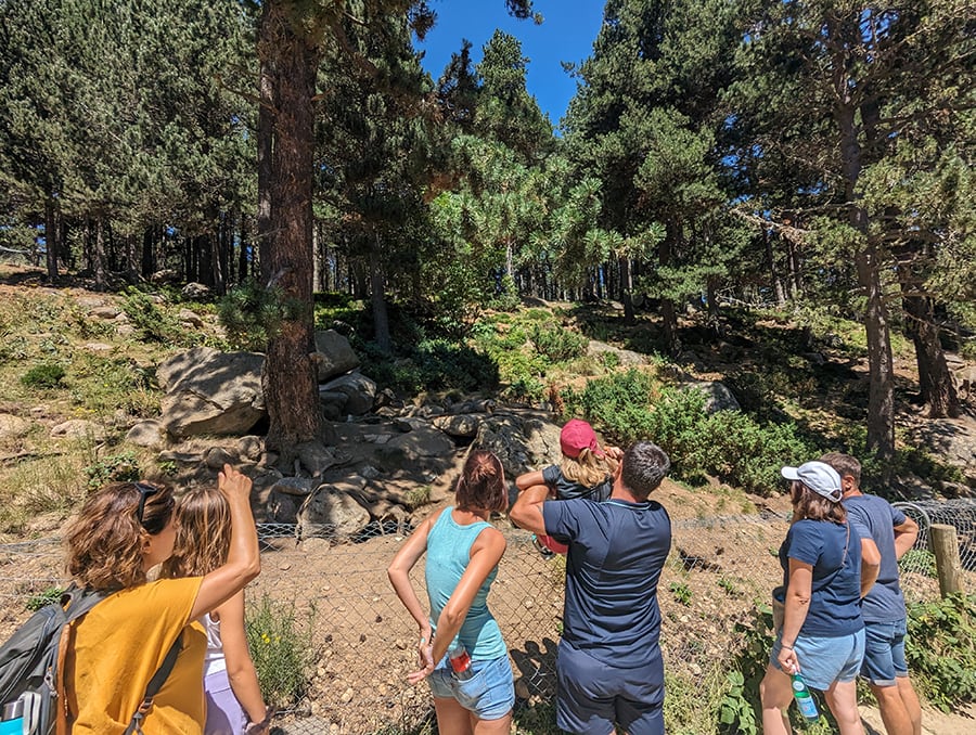 Fotografiando la colonia de las populares marmotas 