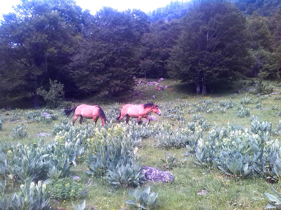 Caballos entrando en el Plan dera Artiga de Lin 