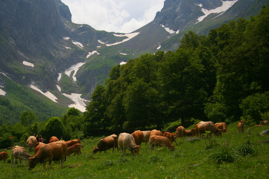 Vacas pastando en el llano de Cabanes  dera Artiga de Lin 
