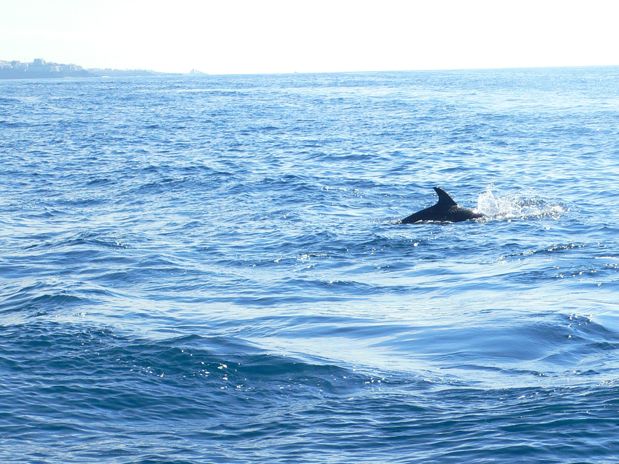 Es fácil avistar delfines mulares 