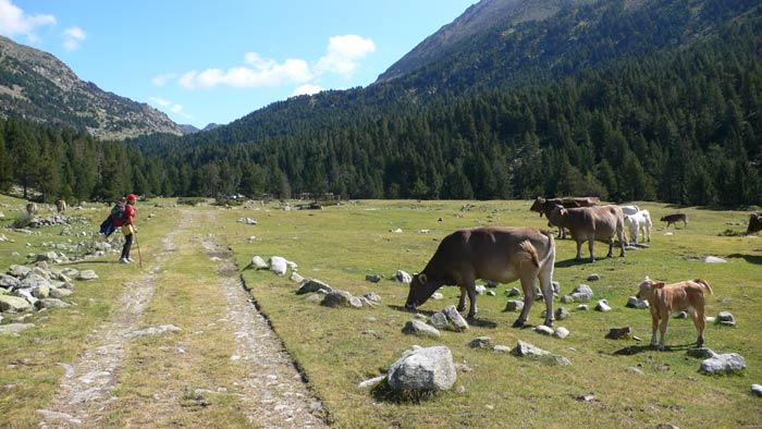 Ambiente alpino en la Llosa 