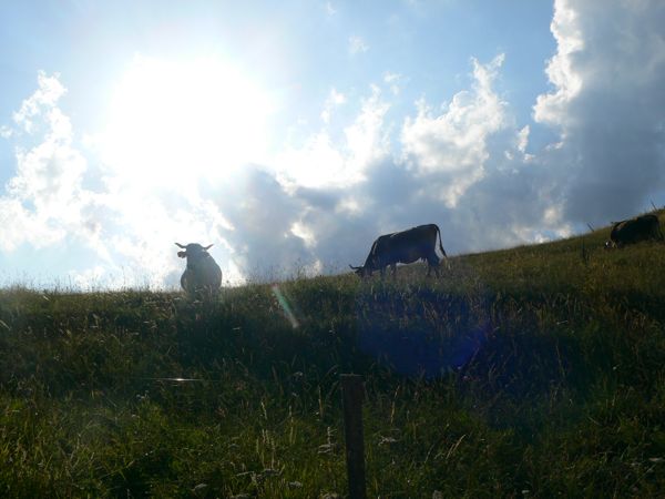 Vacas 