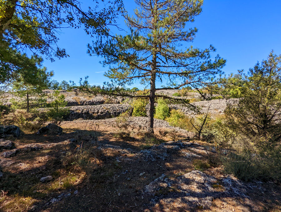 El pino crece entre los Callejones del lapiaz 