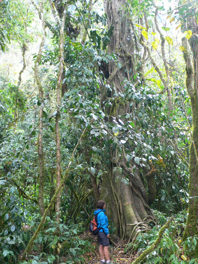En interior de la selva alta 