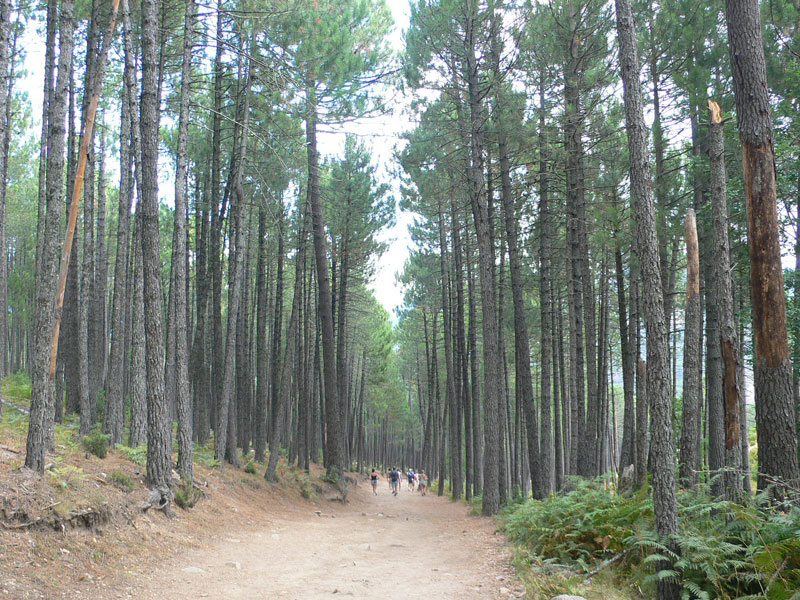 El camino baja por el bosque 