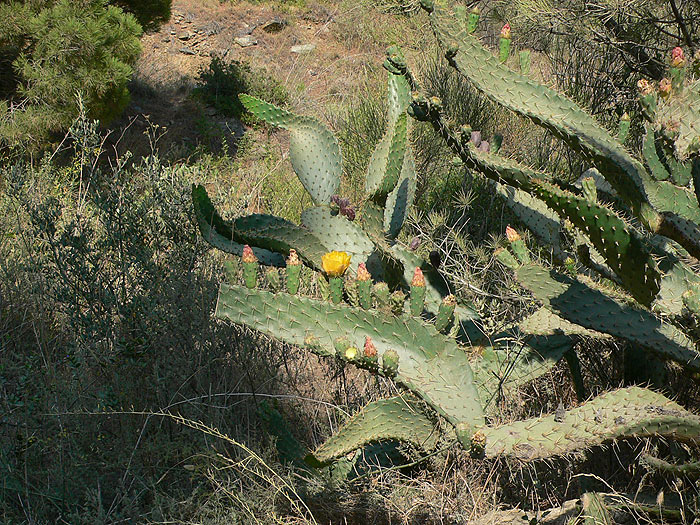 Higos chumbos en flor 