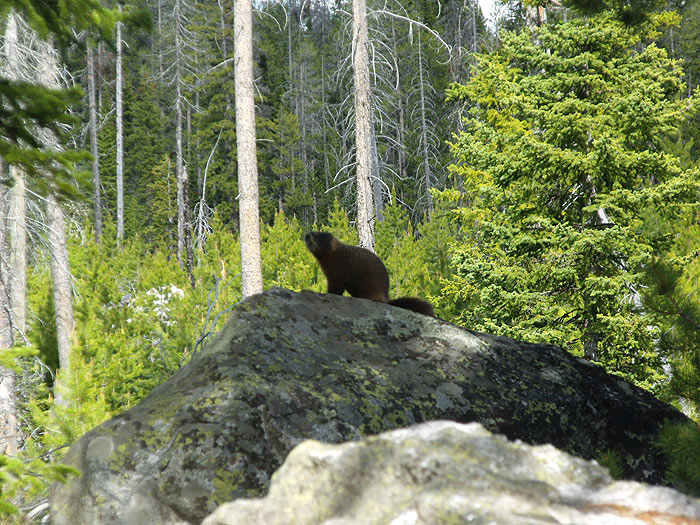 Las marmotas son la reinas del lugar 