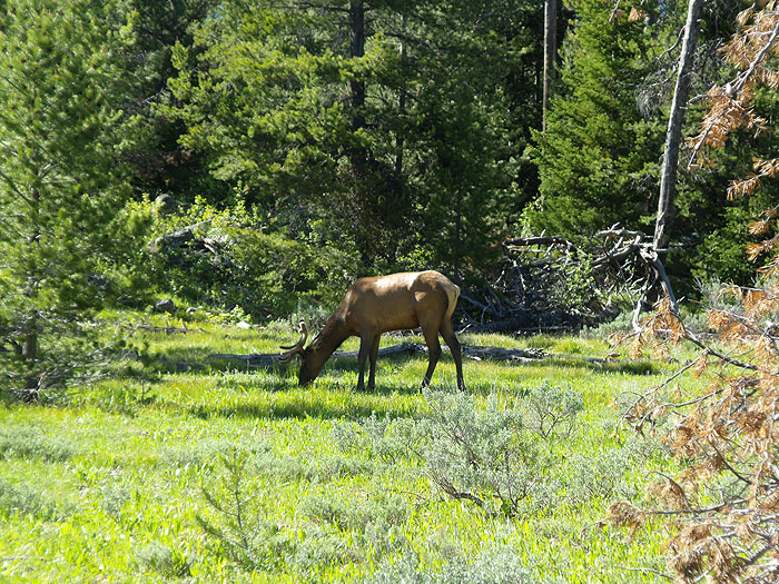 La fauna salvaje es muy abundante 