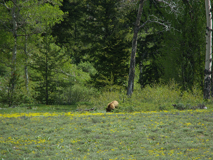 Otra vista del oso 