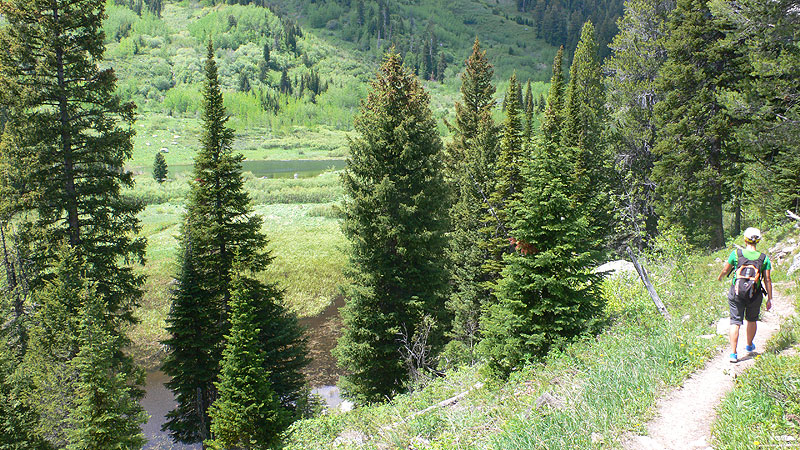Entramos al Moose Ponds -una ampliación del camino para ver fauna salvaje- 
