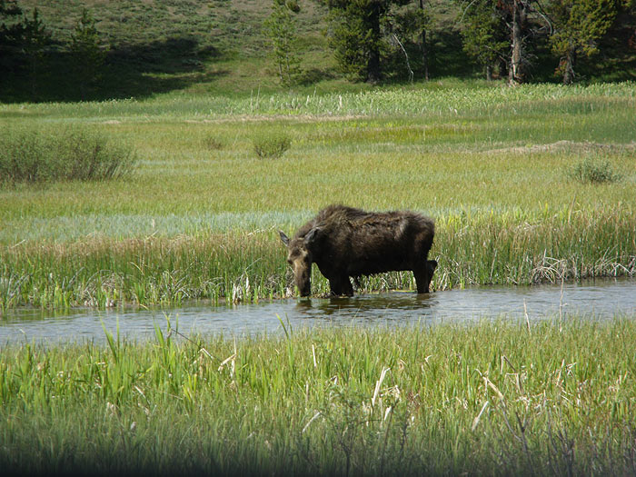 Un alce en el Moose Ponds 