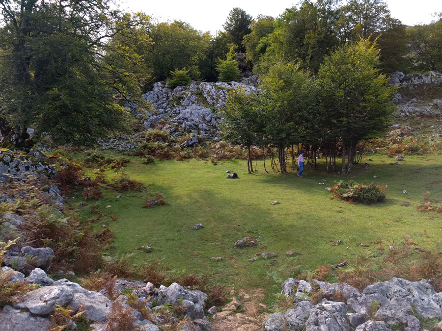 Grupo de árboles en el bosque de Palomberu 