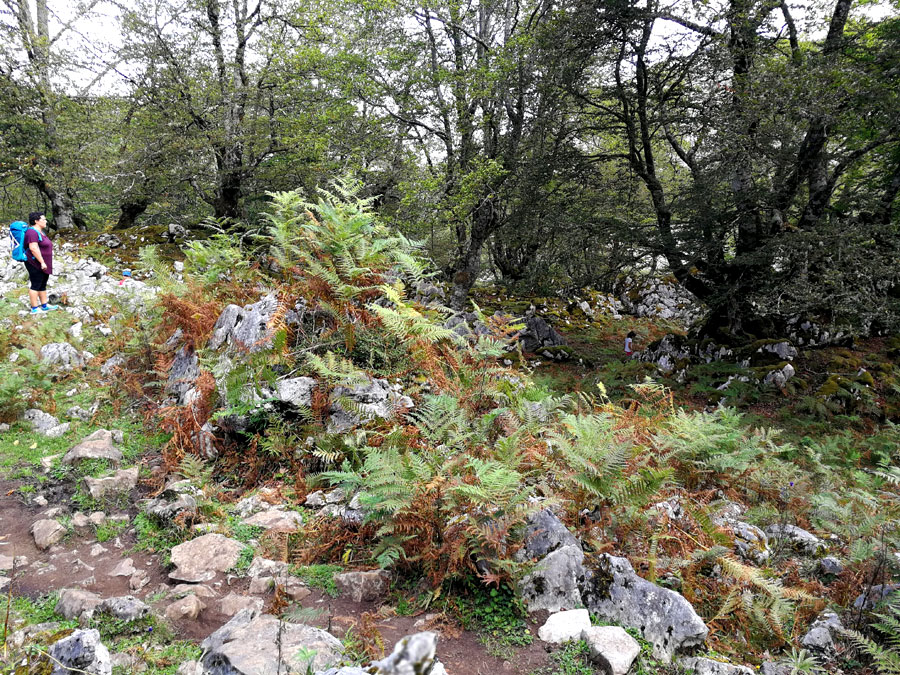 El camino se abre paso entre el bosque con subidas y bajadas 