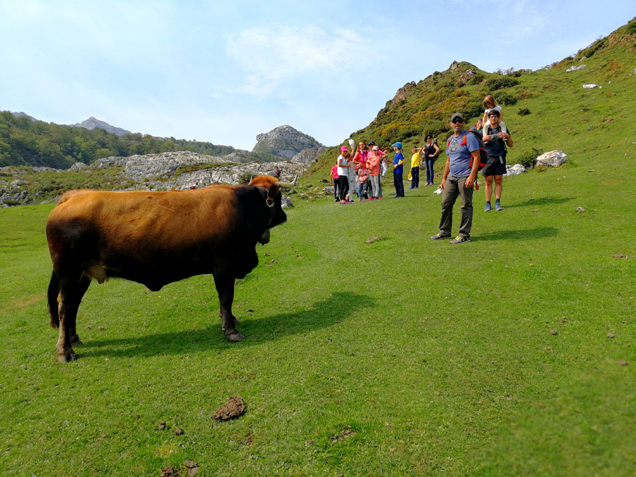 Seguimos el camino señalizado -ojo con los animales que están pastando- 