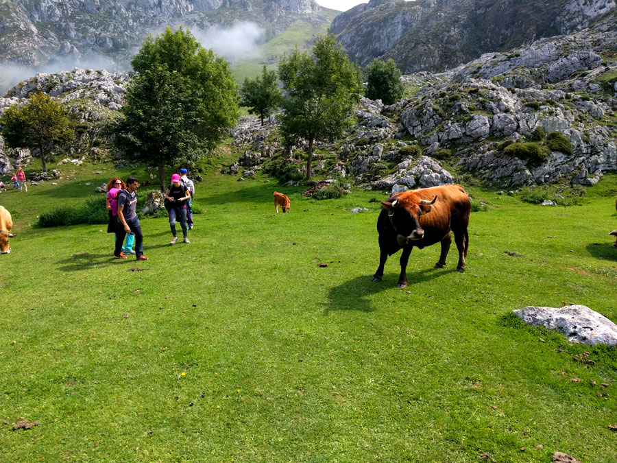 A tiro de piedra del lago de Ercina 