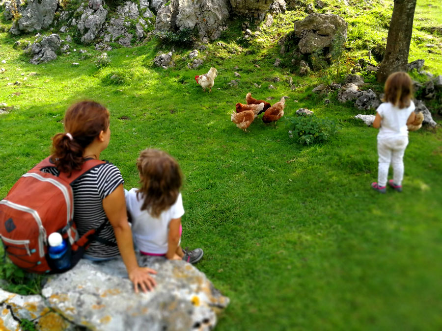 Gallinas libres en el refugio de la fuente de las Reblagas 