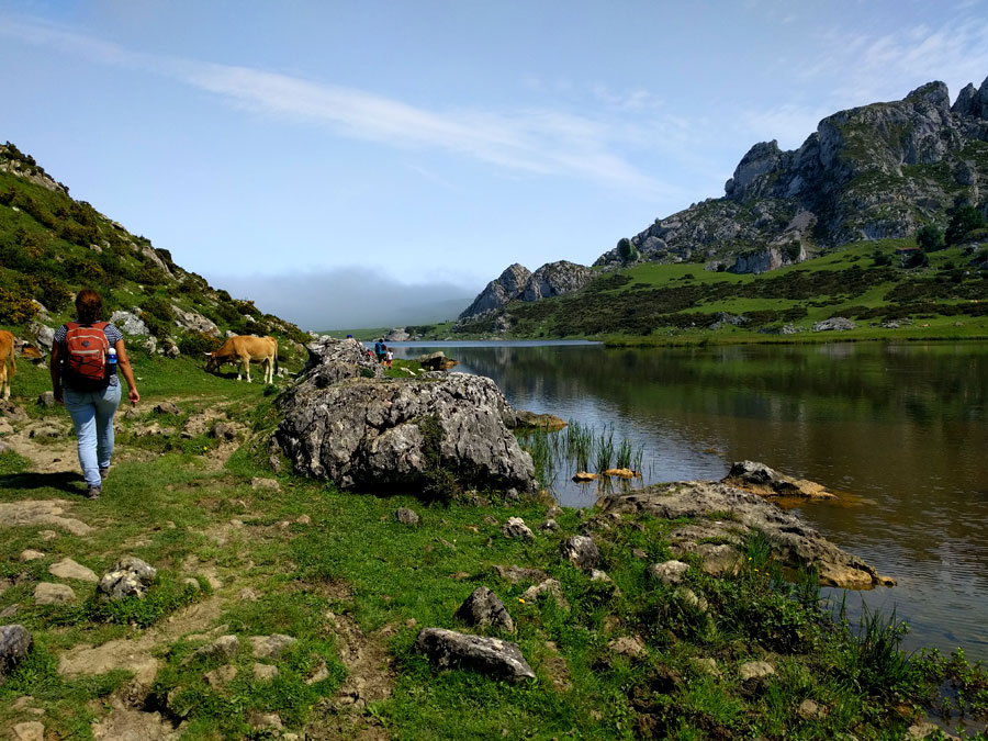 Animales pastando en el lateral del lago de la Ercina 