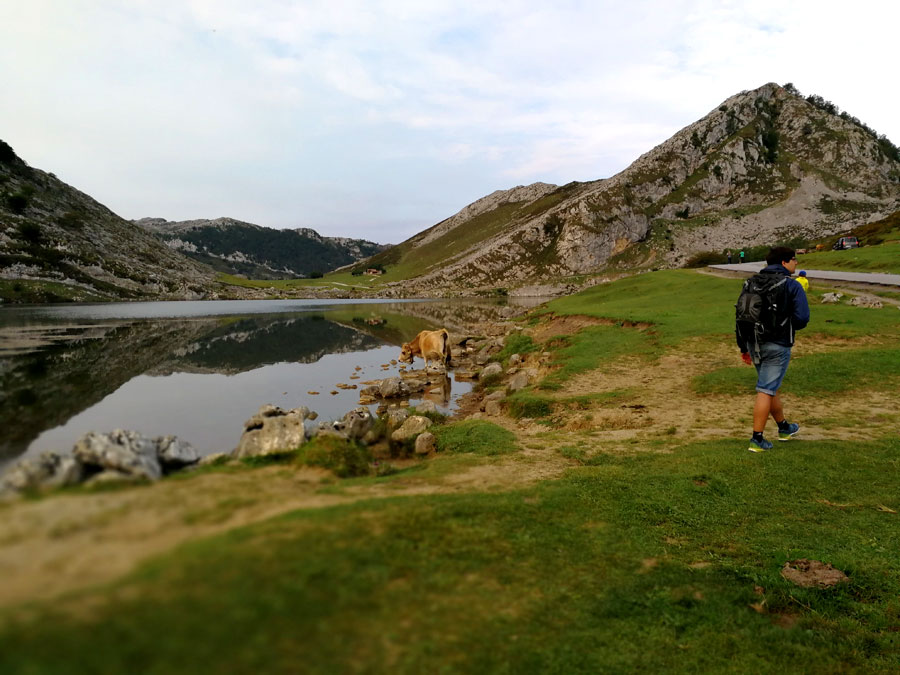 Dejamos la carretera a nuestra derecha bordeando el lago Enol hacia los Acebos 