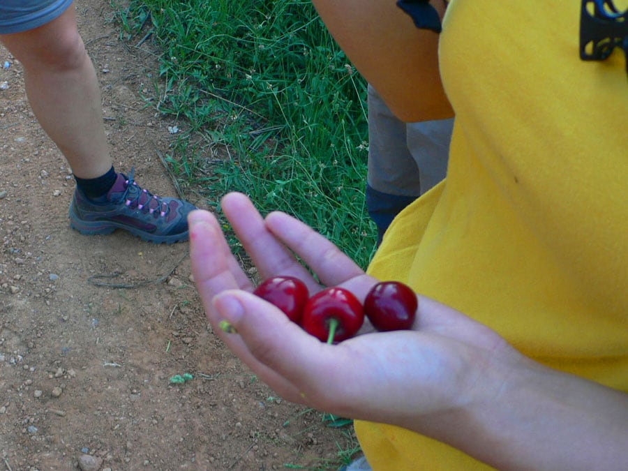 Cerezas de Can Domènech 