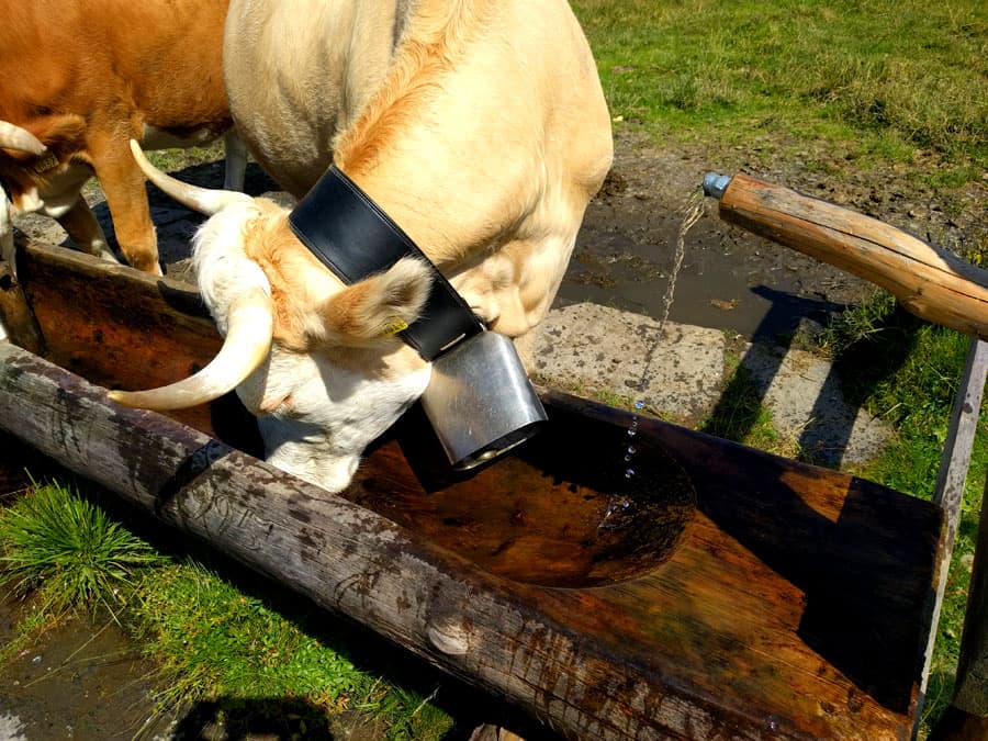 Stop number 4. Cow drinking through next to the “milking area” 