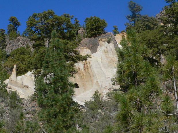 Vista entre los pinos 