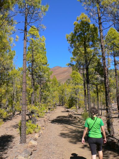 Bosque cerca de los Escurriales 