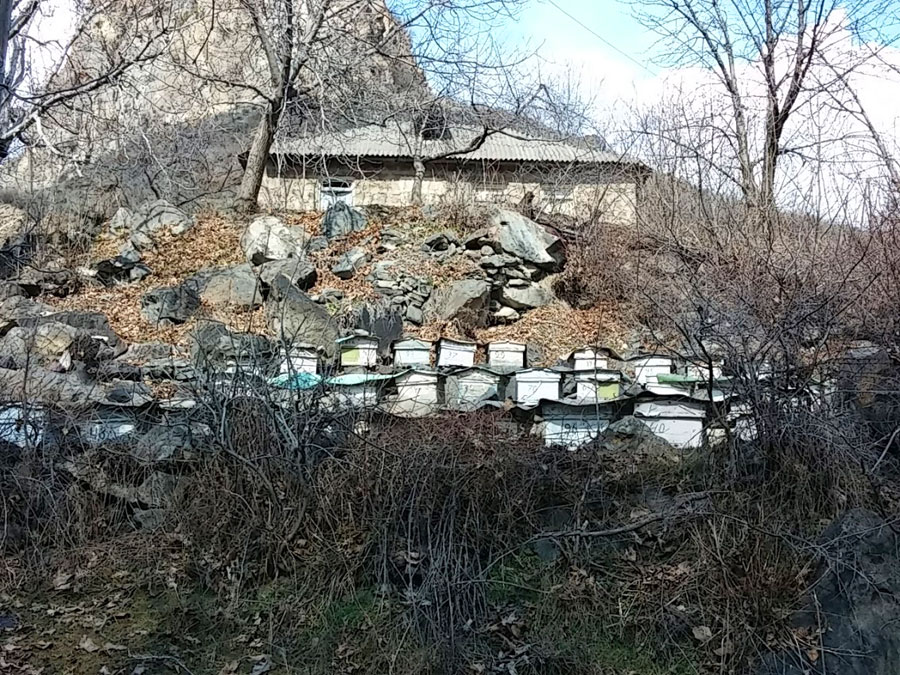Panales de Abejas 