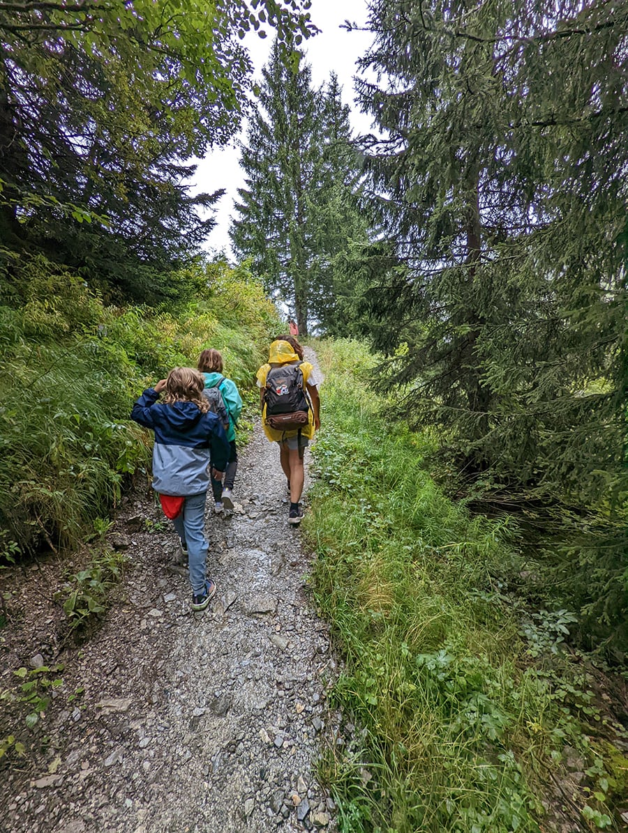 El sendero sigue por el bosque de abetos 