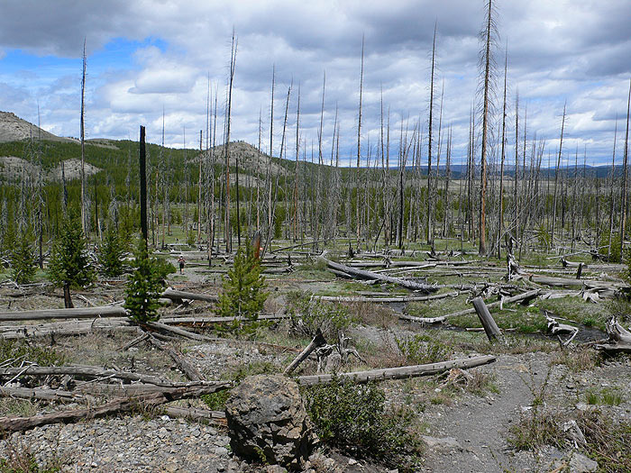 El bosque arrasado por el voraz incendio de 1988 