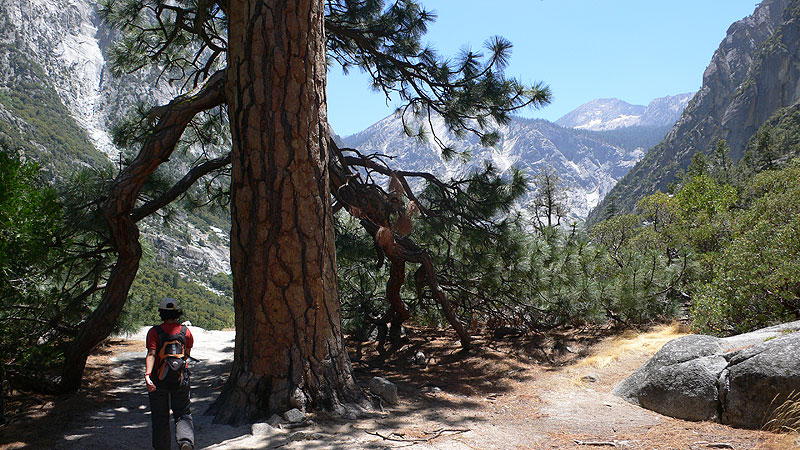 Pino en Kings Canyon