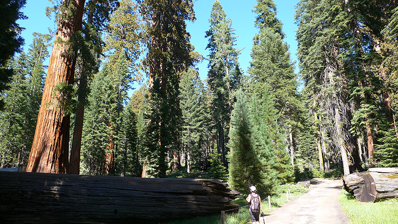 Bosque Mariposa