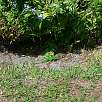 Una iguana joven en un jardín de Key Biscayne / Bike route Una vuelta por Key Biscayne 