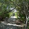 Pasillo arbolado entrada al Parque Estatal Bill Baggs / Bike route Una vuelta por Key Biscayne 