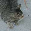 Gato con 6 dedos -no se ven todos- en la casa de Hemingway  / Bike route Una vuelta por Key West 