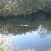Alligator en una de las balsas del camino / Bike route Everglades | Shark Valley 