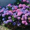 Hortensias de  varios colores / Bike route Vía Verde des Gaves 