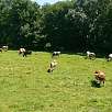 A partir de Pierrafitte se inicia el llano y las pasturas / Bike route Vía Verde des Gaves 