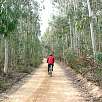 Impresionante el bosque de Eucaliptos / Bike route Vía Verde Girona | Sant Feliu 