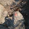 Seguimos las marcas rojas / Hiking route Les Agudes pels Castellets 