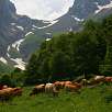 Vacas pastando en el llano de Cabanes  dera Artiga de Lin / Hiking route Artiga de Lin y Uelhs deth Joeu 