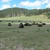 Bisontes en el Custer State Park / Hiking route Black Hills | Harney Peak | Cathedral Spires 