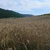Campos de trigo a las afueras de Comús / Hiking route Camí dels Bons Homes 